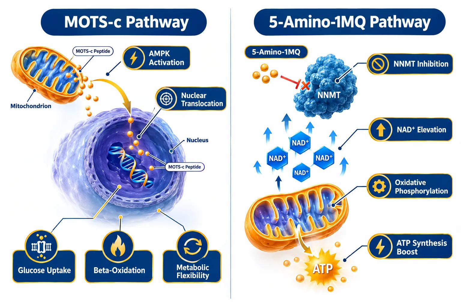 MOTS-c: A Mitochondria-Derived Peptide and Its Role in ATP-Related Pathways