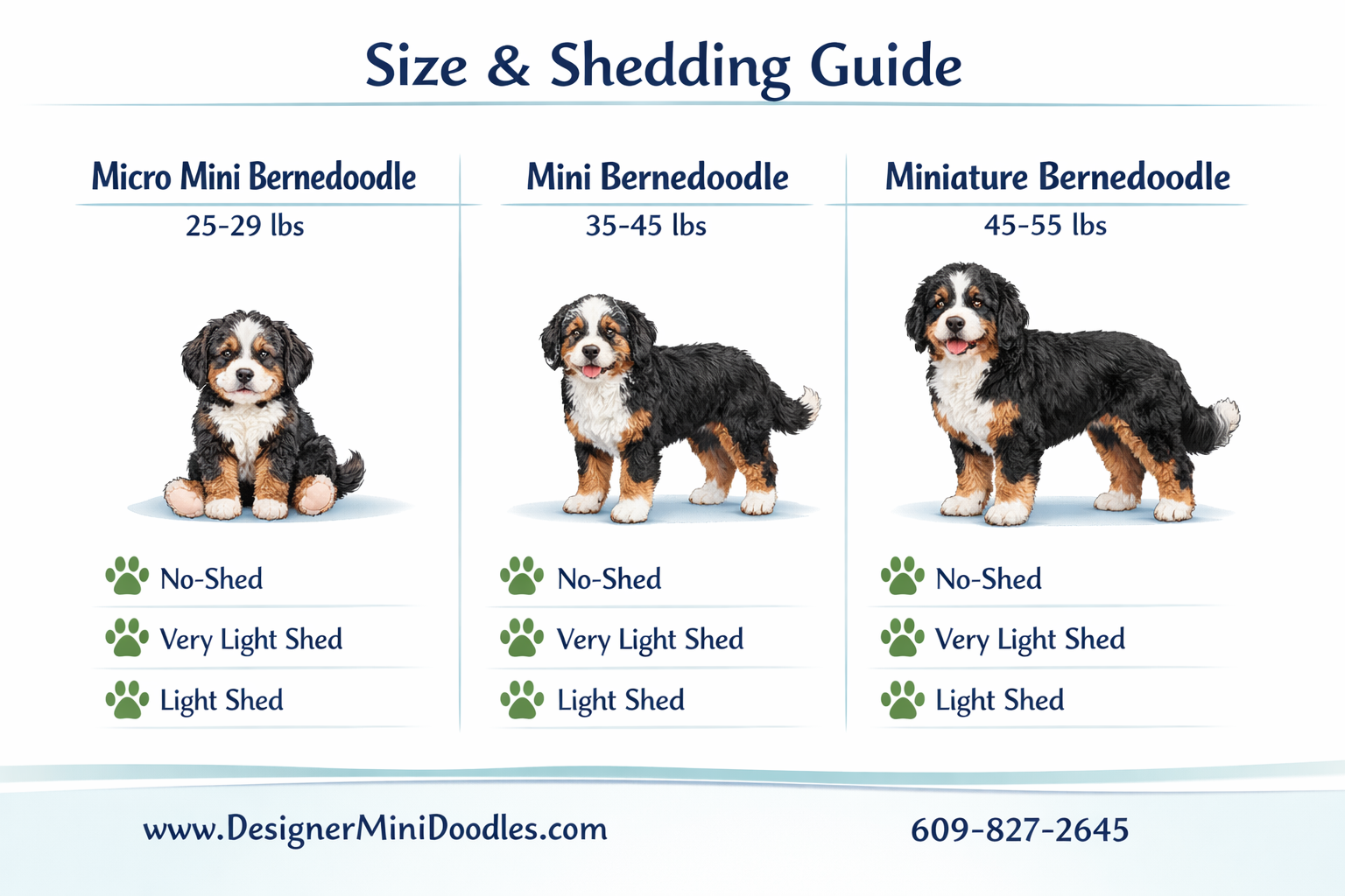 () educational infographic showing miniature bernedoodle size comparison chart with three columns: Micro Mini bernedoodle