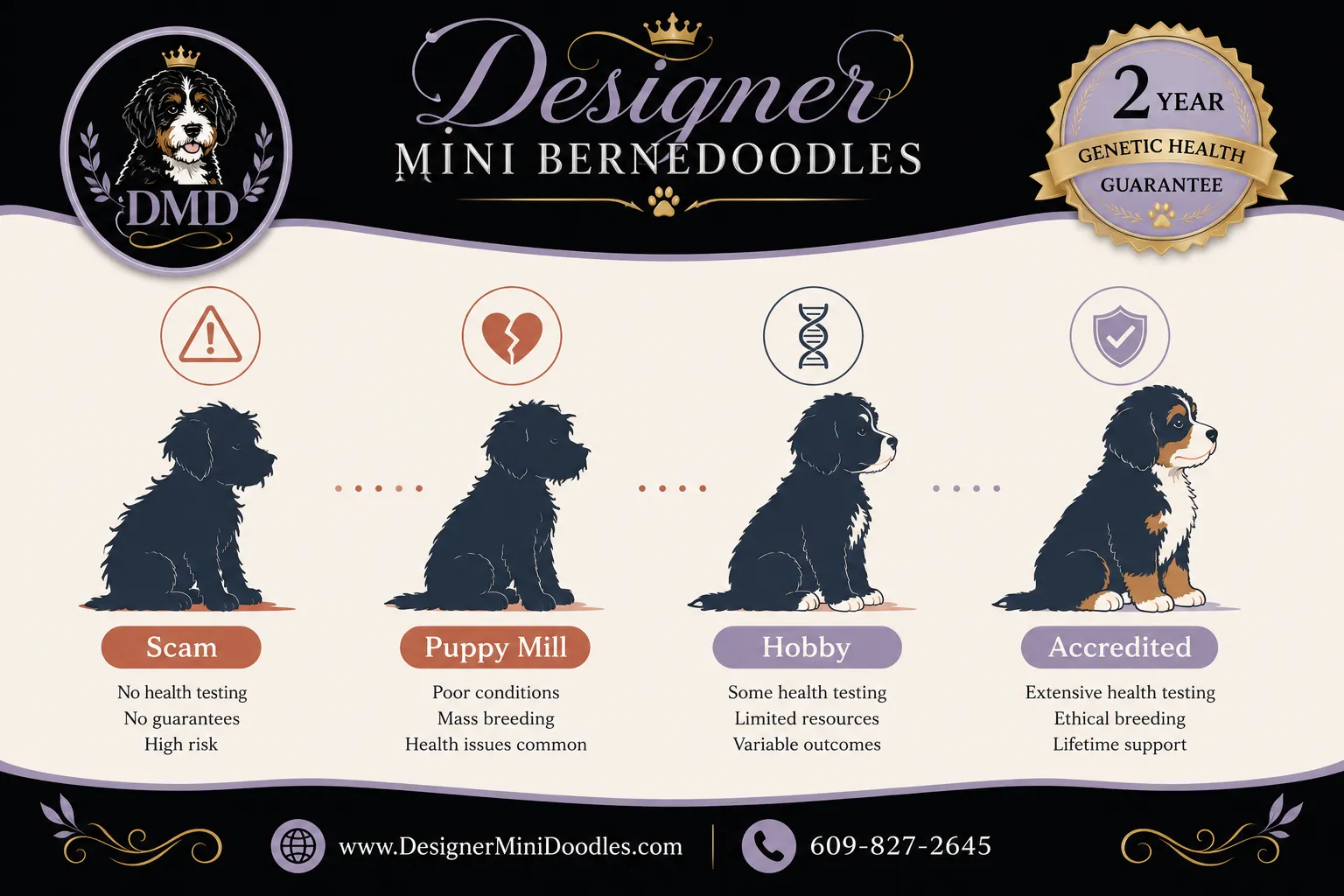 Mini Bernedoodle Pricing in Tennessee: What You Should Actually Pay