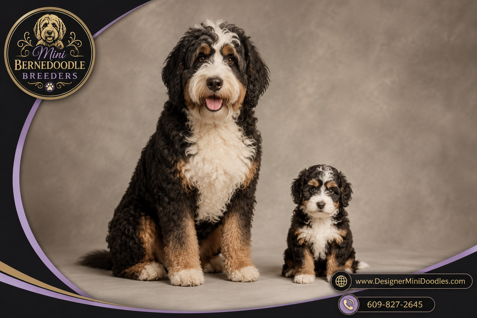 mini bernedoodle puppies nearby
