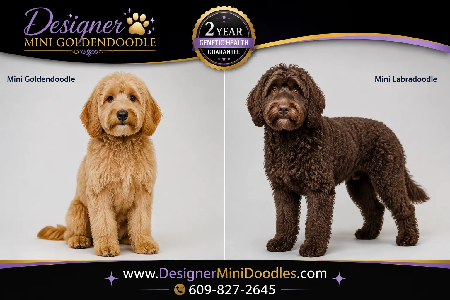 Mini Goldendoodle vs Mini Labradoodle: What's the Difference?
