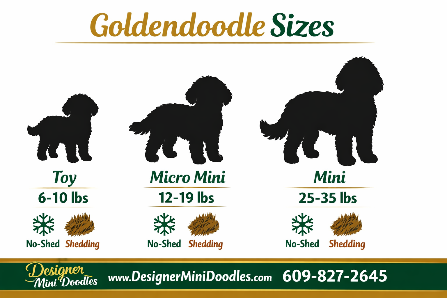 Detailed () infographic-style image showing three goldendoodle size silhouettes side by side labeled Toy 6-10 lbs, Micro