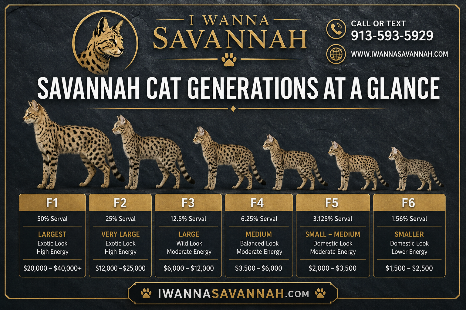 When Is a Savannah Cat Considered Full Grown?