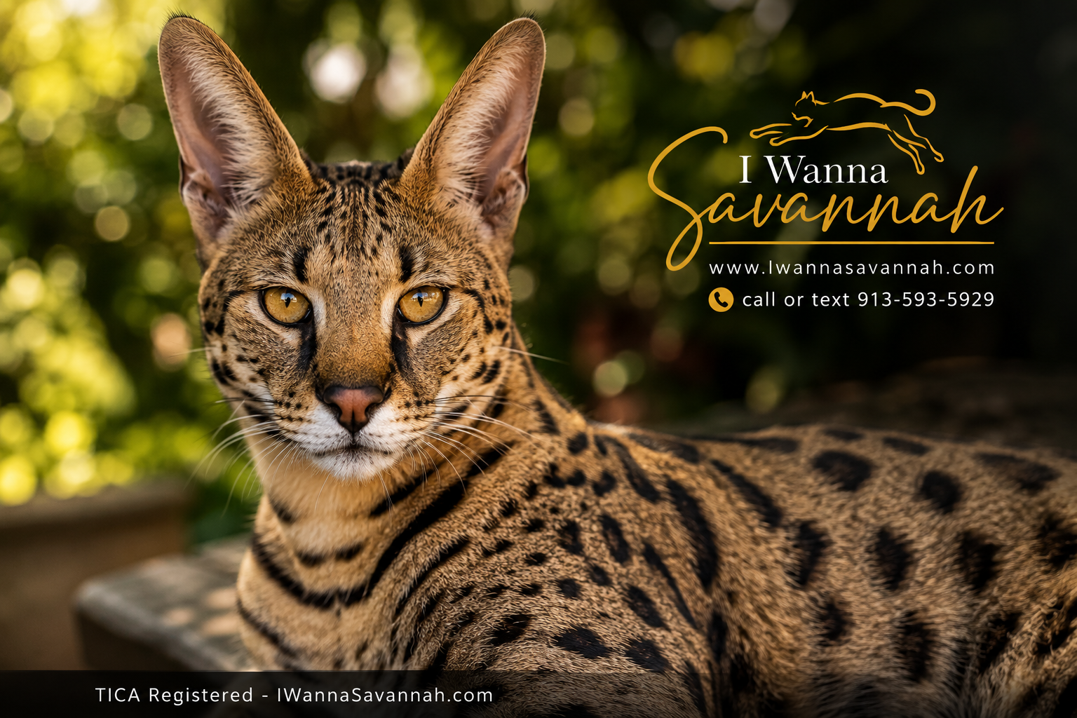Are Full-Grown Savannah Cats Legal to Own?