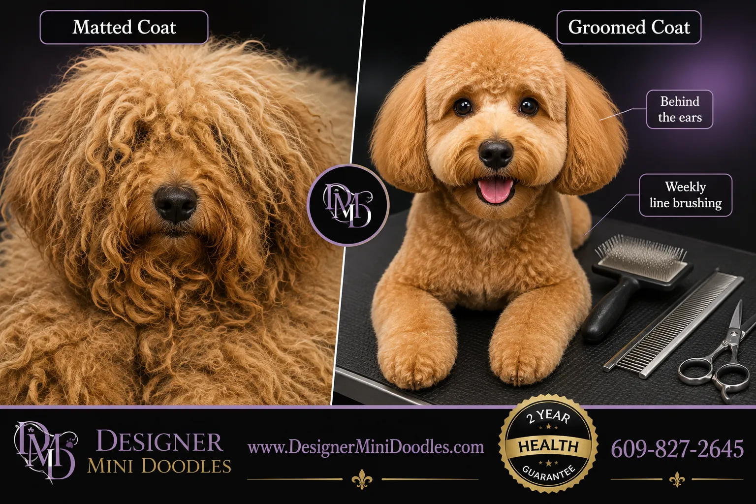 mini goldendoodle puppy