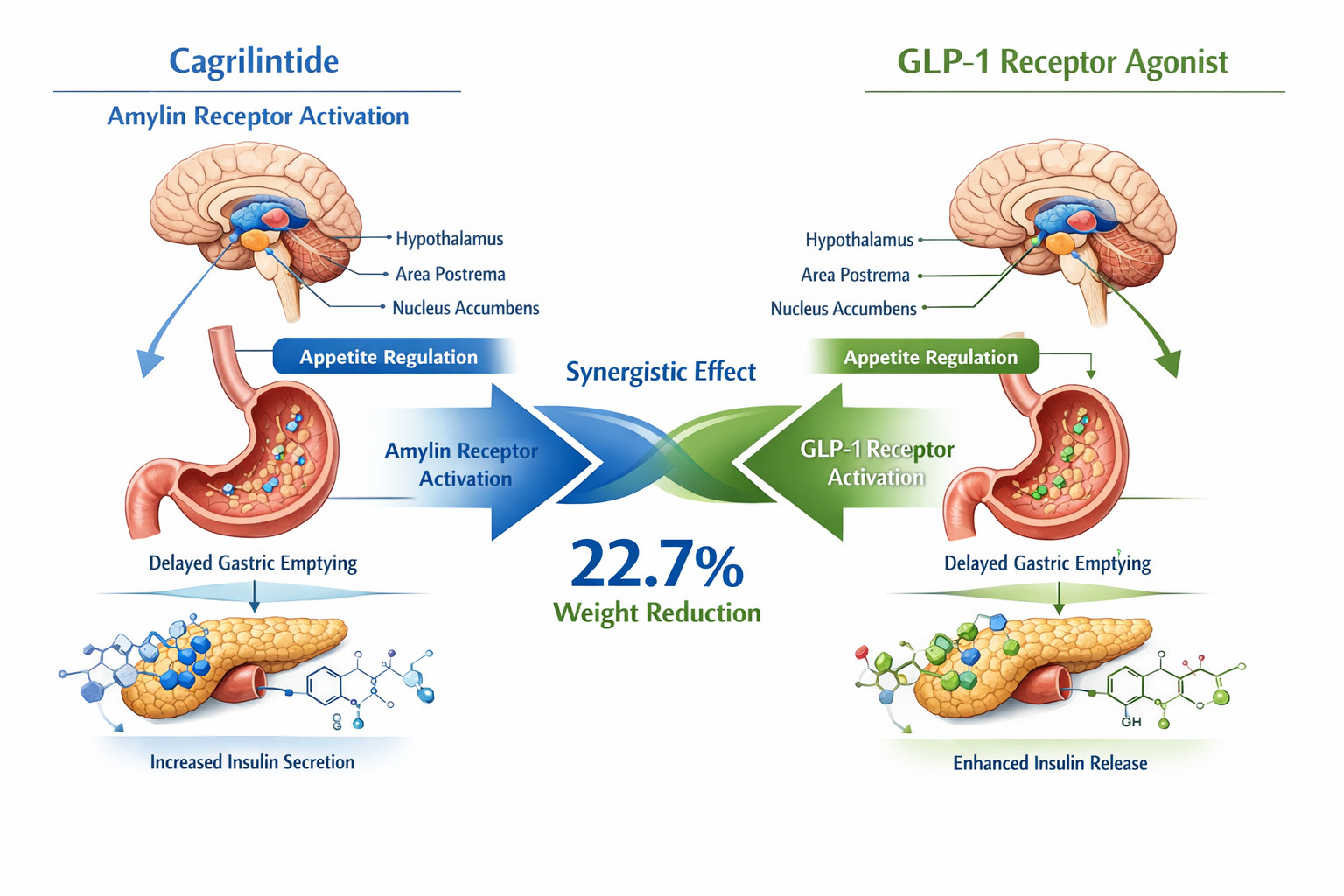Detailed scientific illustration (1536x1024) showing dual mechanism of action comparison chart with cagrilintide amylin receptor activation 