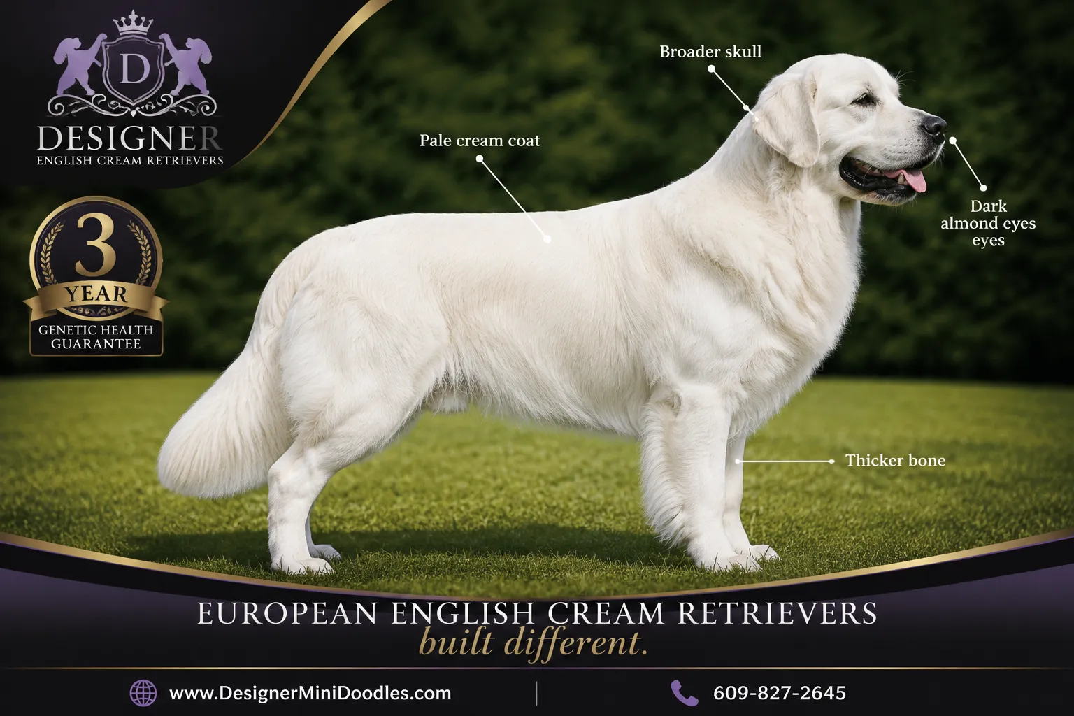 english cream golden retriever price