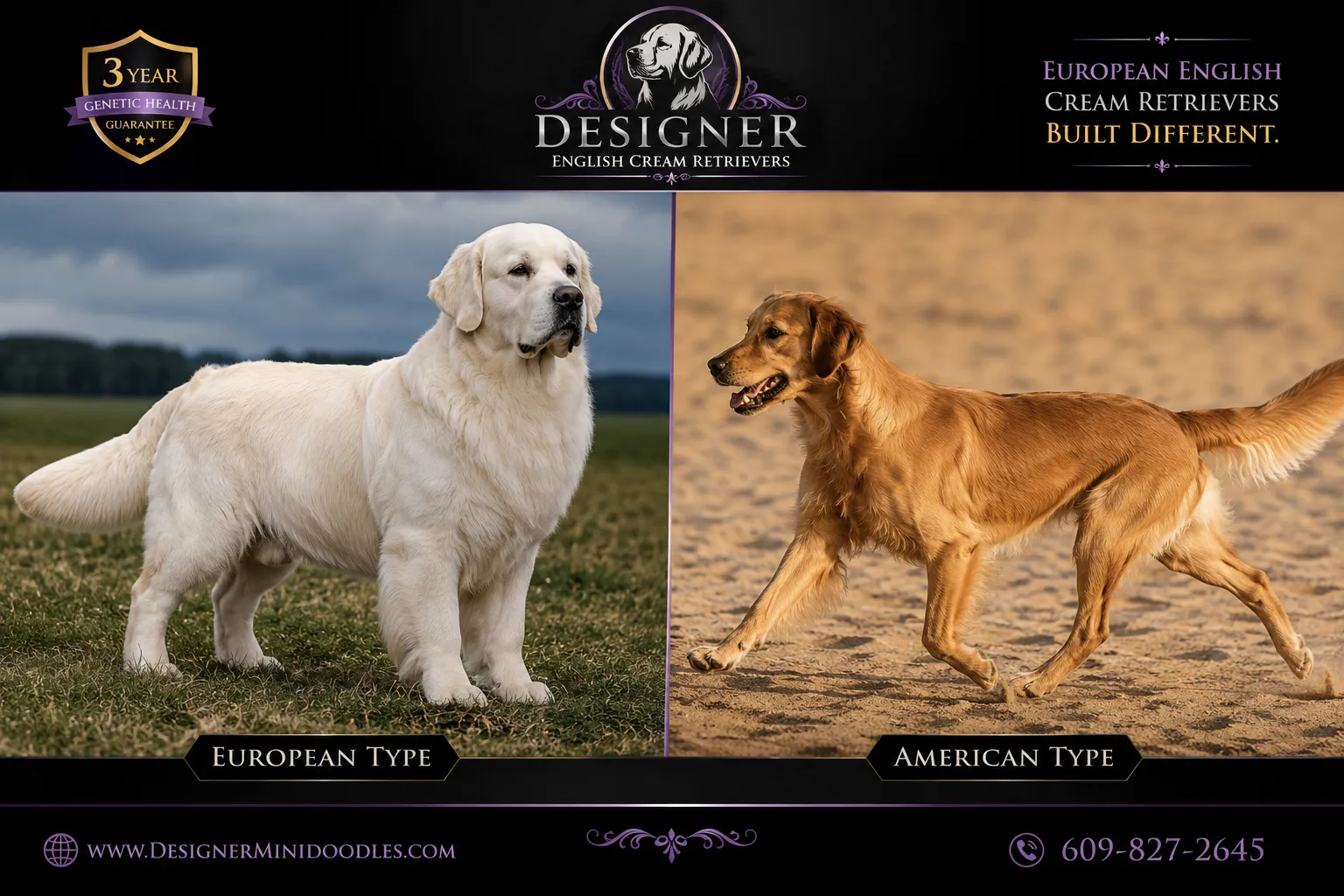English Cream Golden Retriever vs Regular Golden Retriever