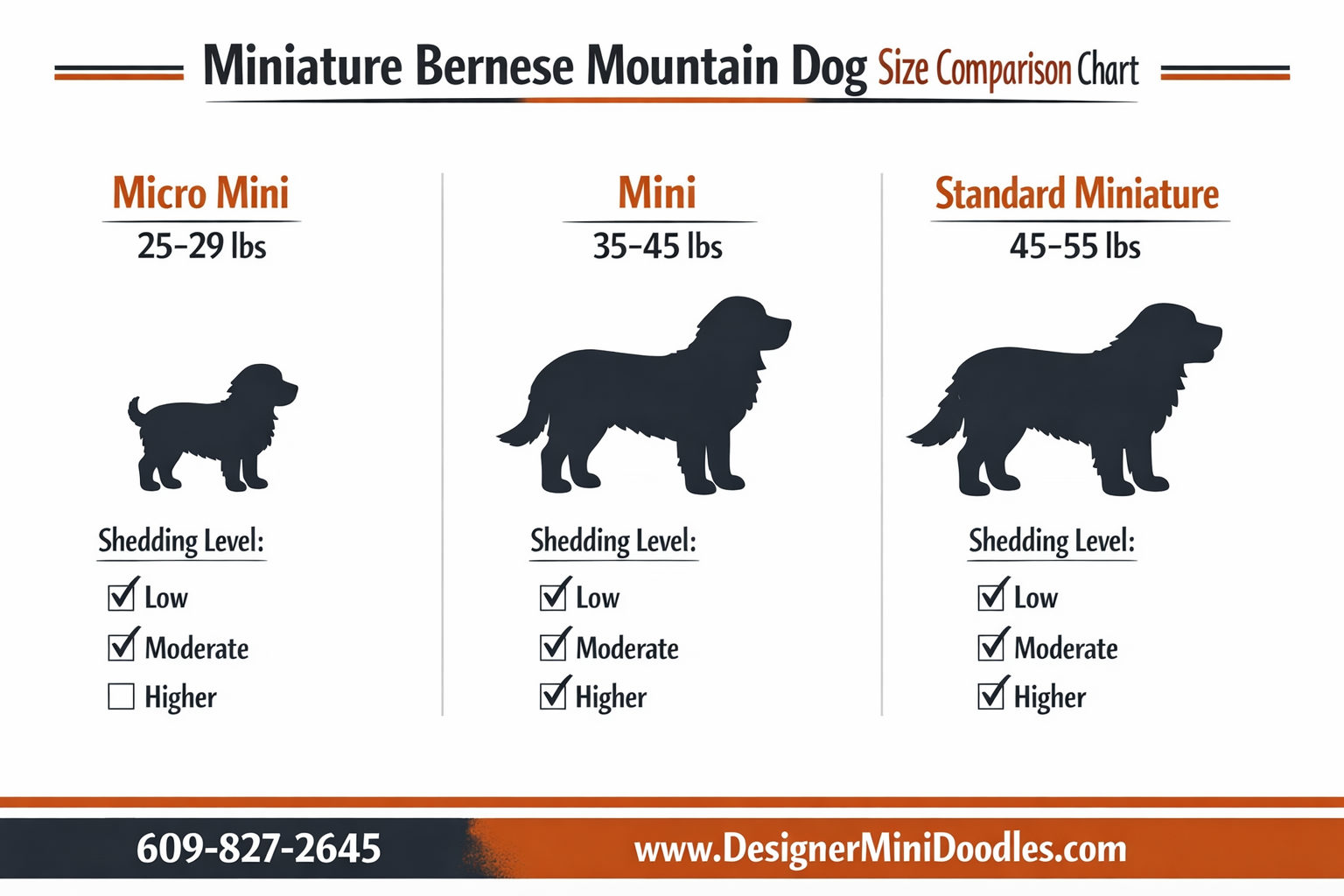 () educational infographic showing miniature bernese mountain dog size comparison chart with three categories: Micro Mini