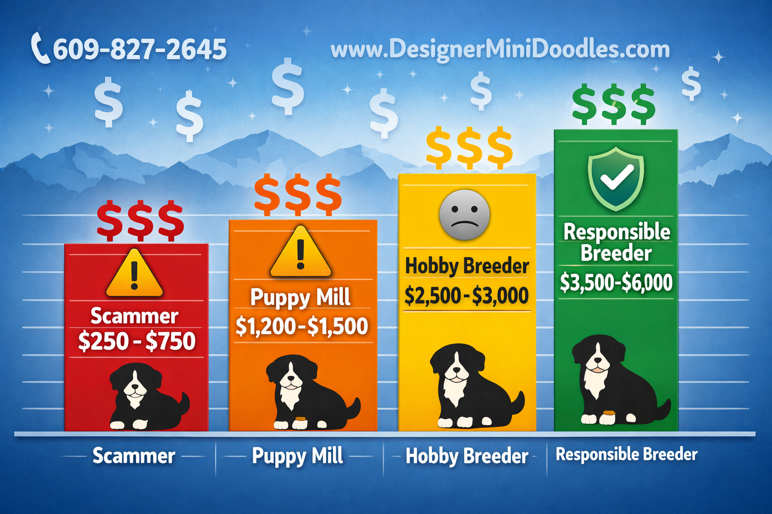 Miniature Bernese Mountain Dog North Carolina