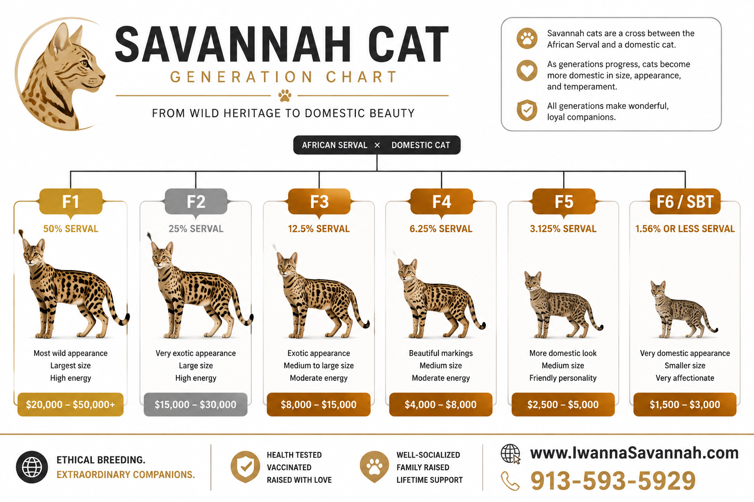 TICA Savannah Cat Breeders