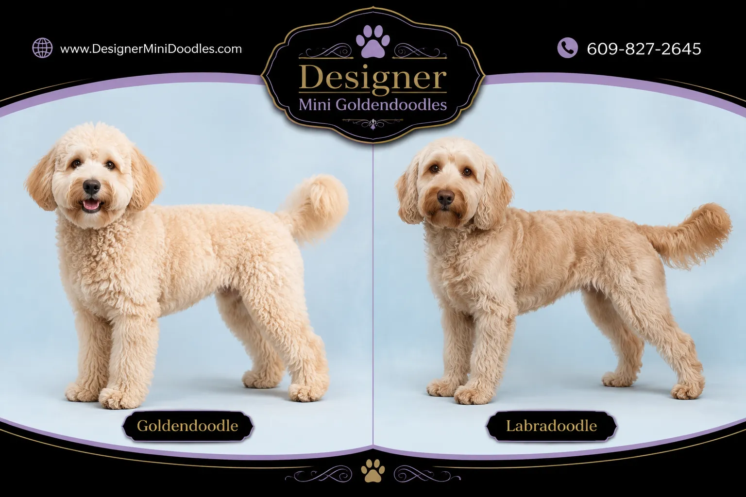 mini goldendoodles New Jersey
