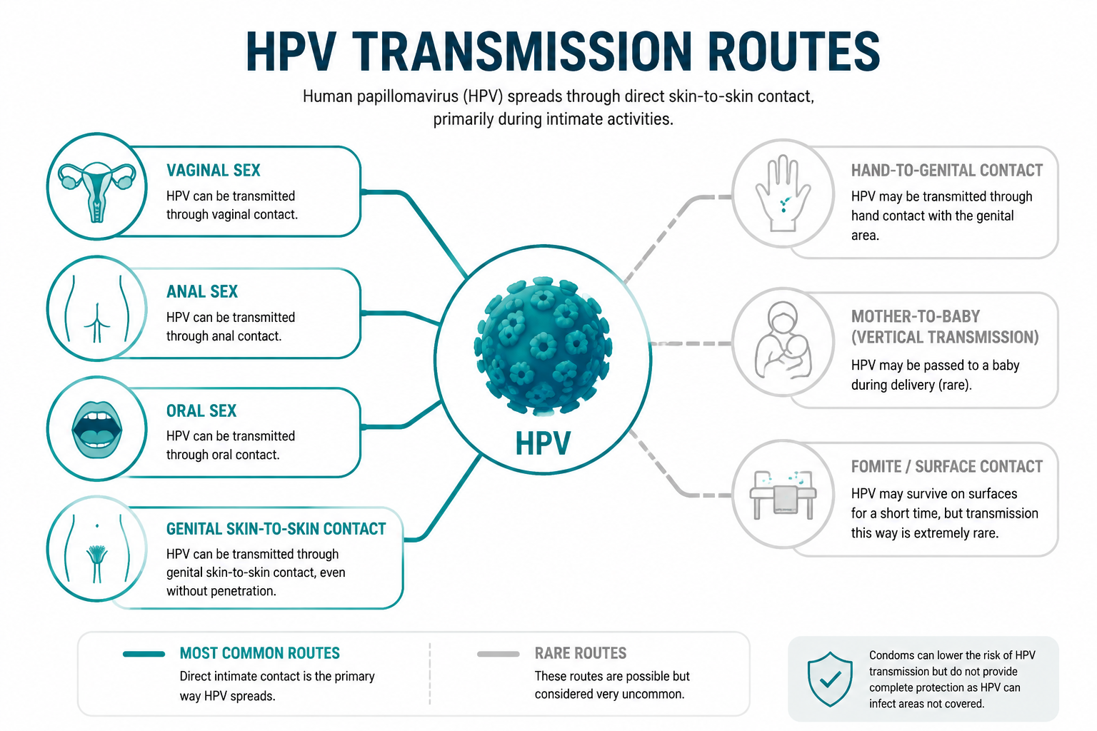 Detailed () infographic-style illustration showing HPV transmission routes as a clean visual diagram. Multiple labeled
