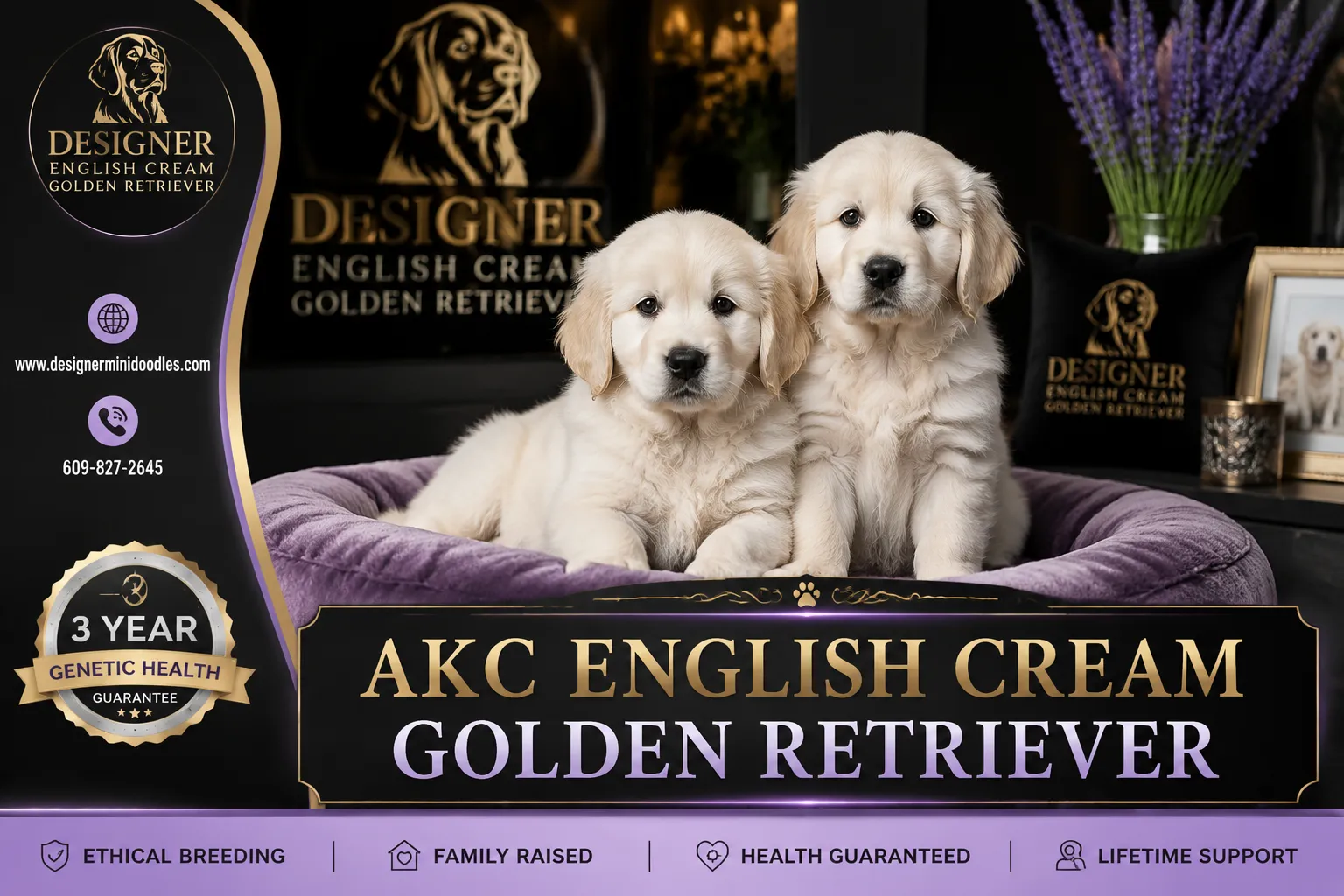 AKC english cream golden retriever puppies for sale