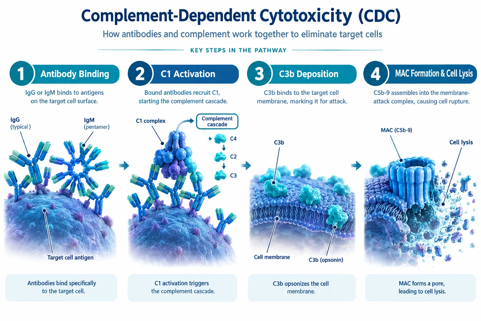 How Complement-Dependent Cytotoxicity Works, and Why Peptide Labs Must Care