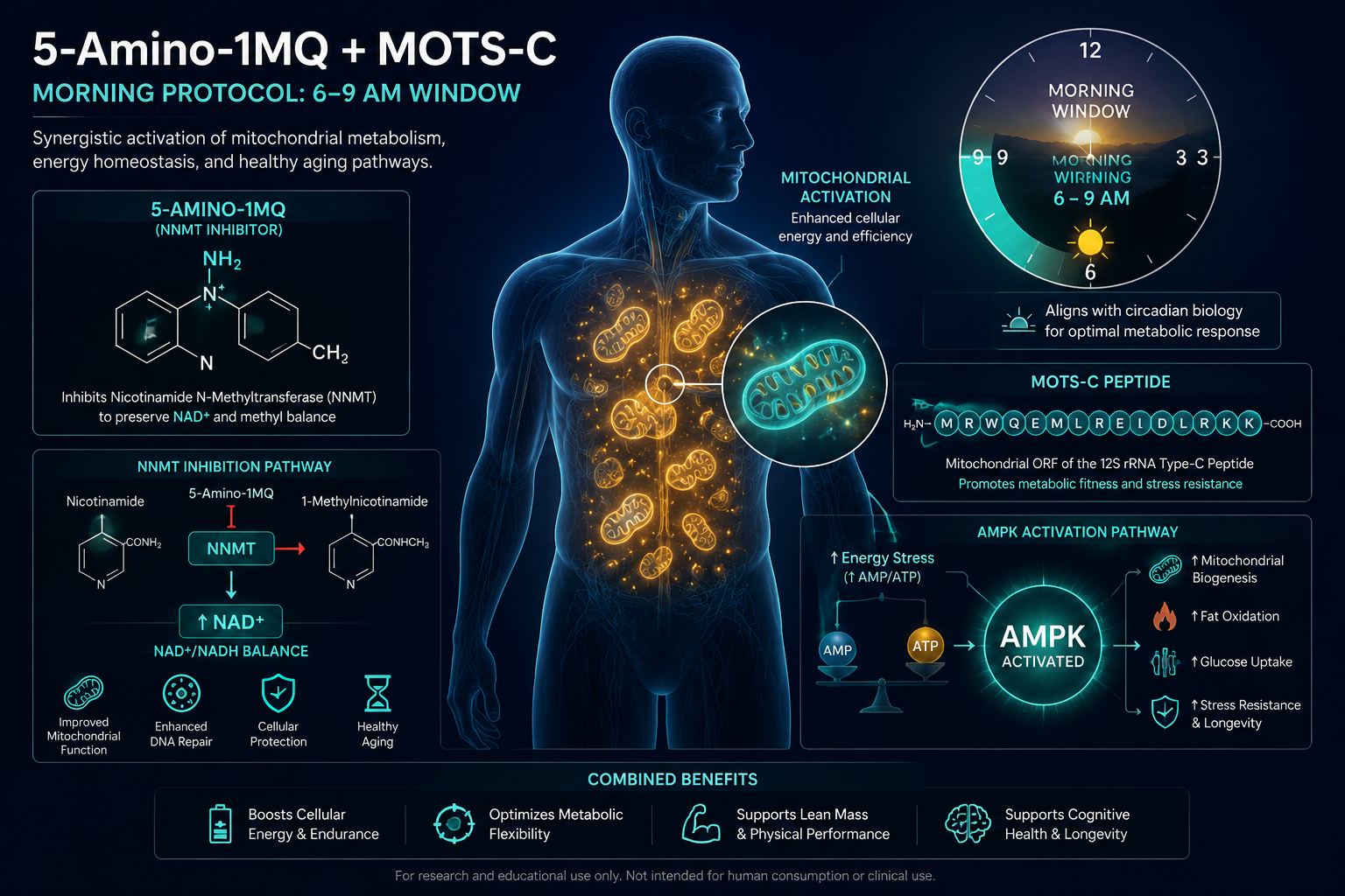 Detailed () infographic-style illustration showing a human silhouette with glowing mitochondria highlighted in teal and