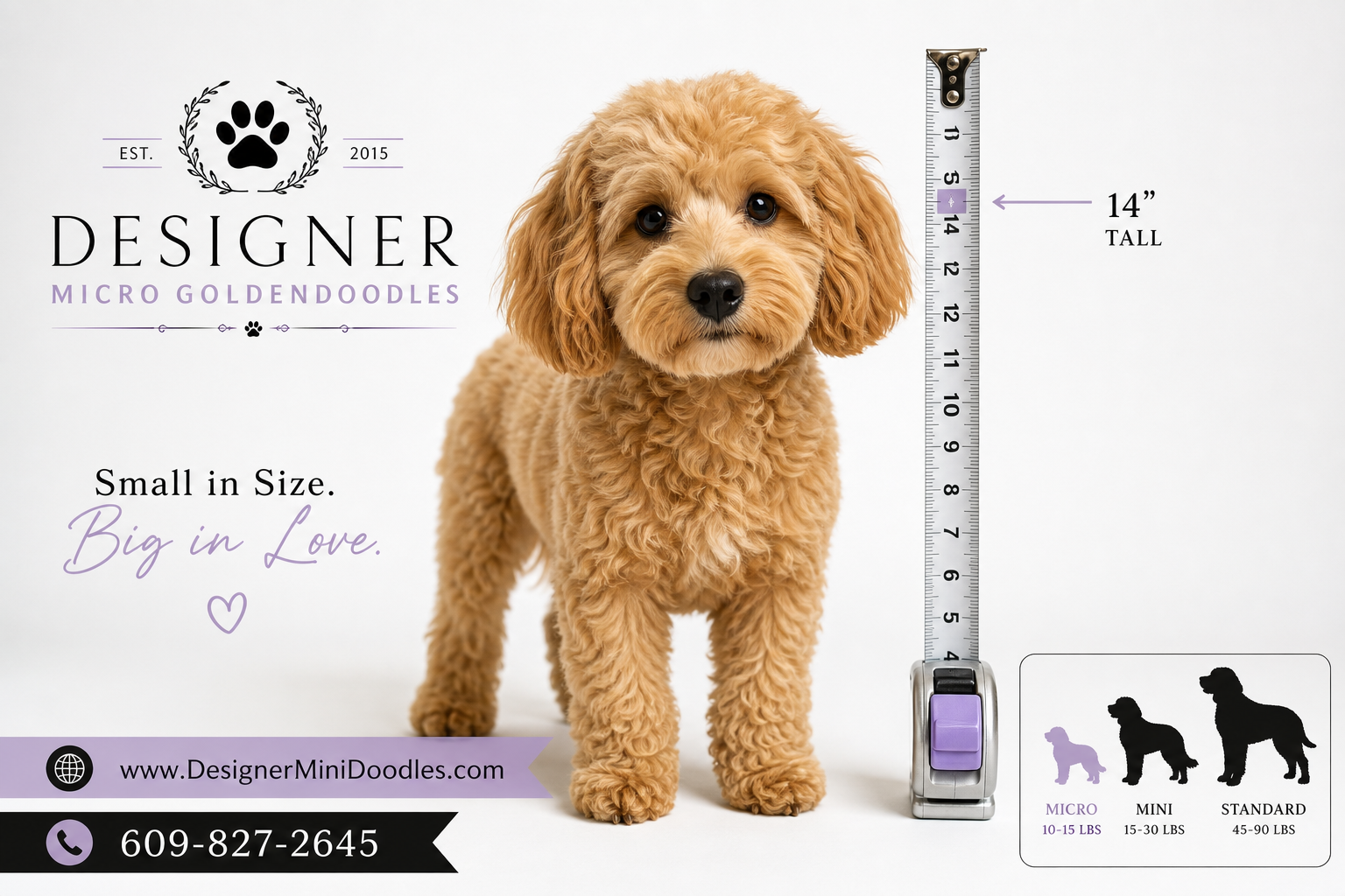 micro goldendoodle breeders Ocala