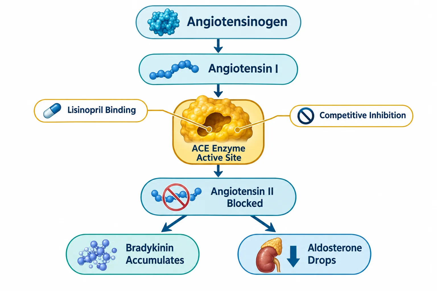 How ACE Biology Drives Vascular Peptide Signaling