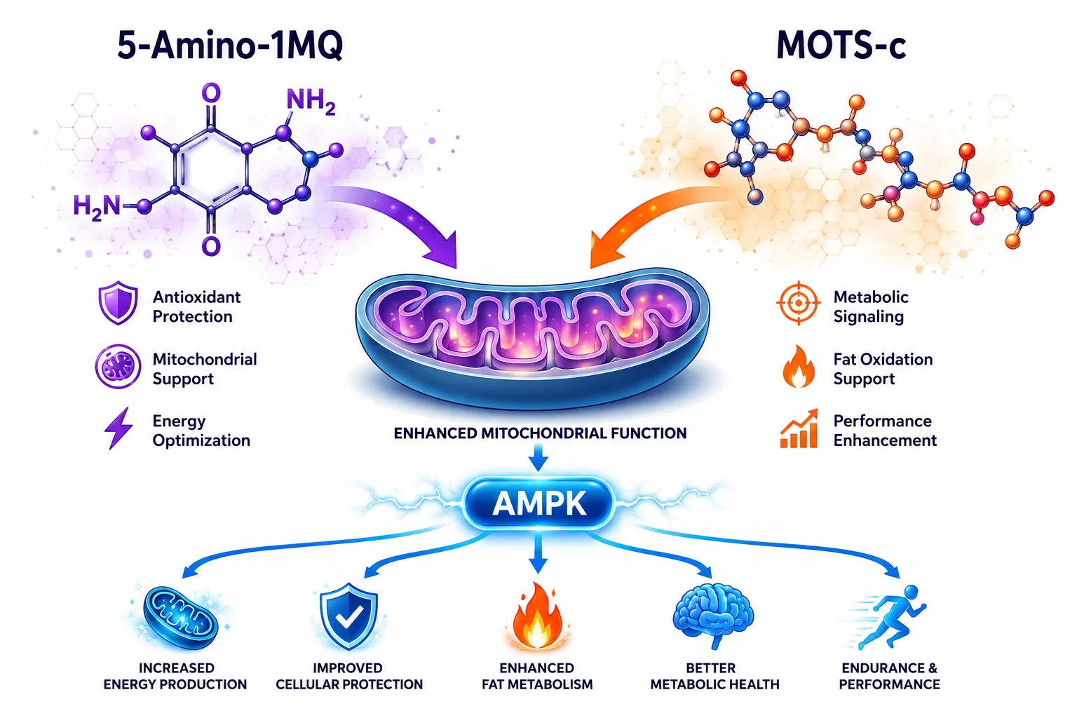 Bright isometric scientific illustration () showing two molecular structures labeled '5-Amino-1MQ' and 'MOTS-c' (short