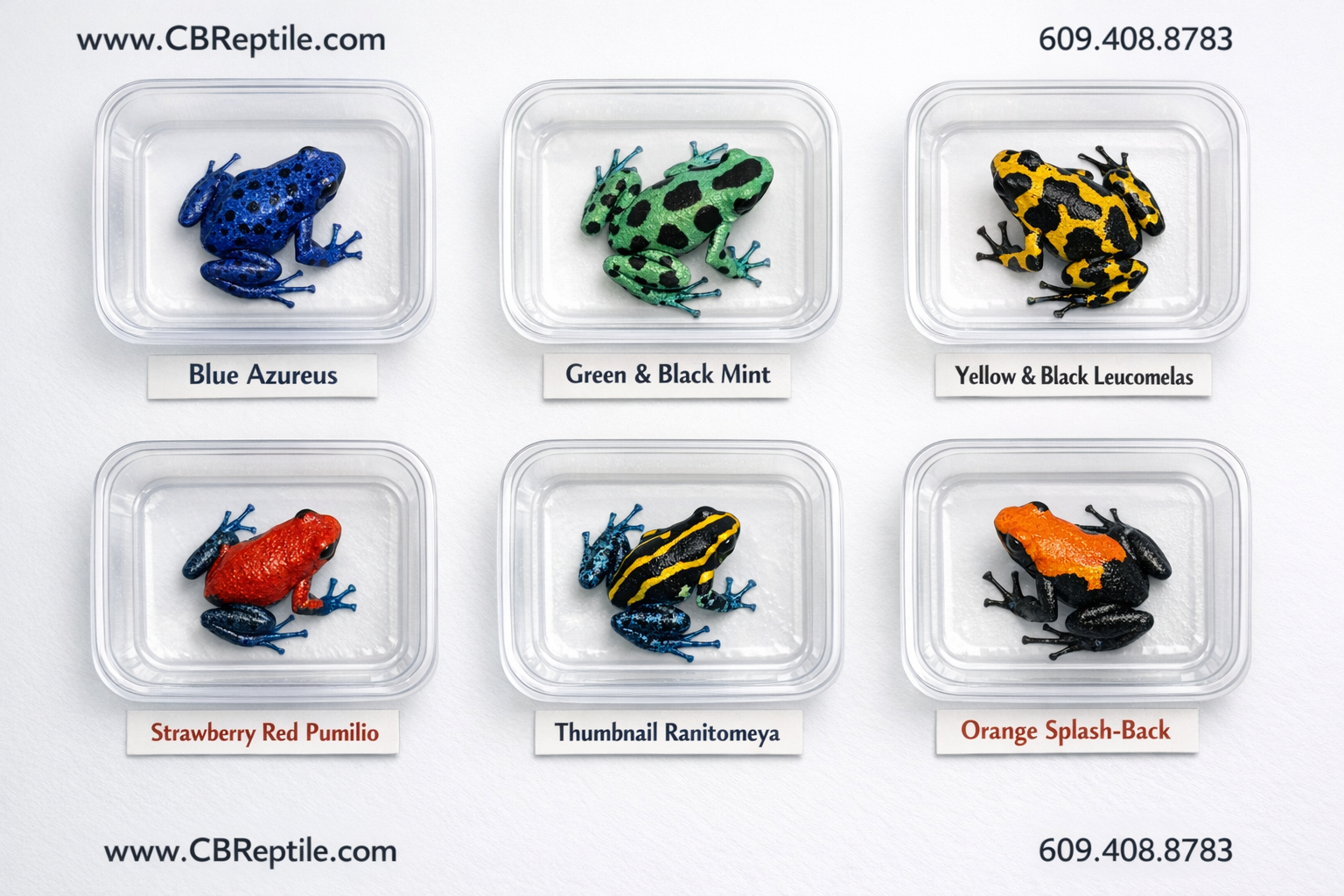 () overhead flat-lay comparison image showing six different poison dart frog color morphs arranged in separate small clear