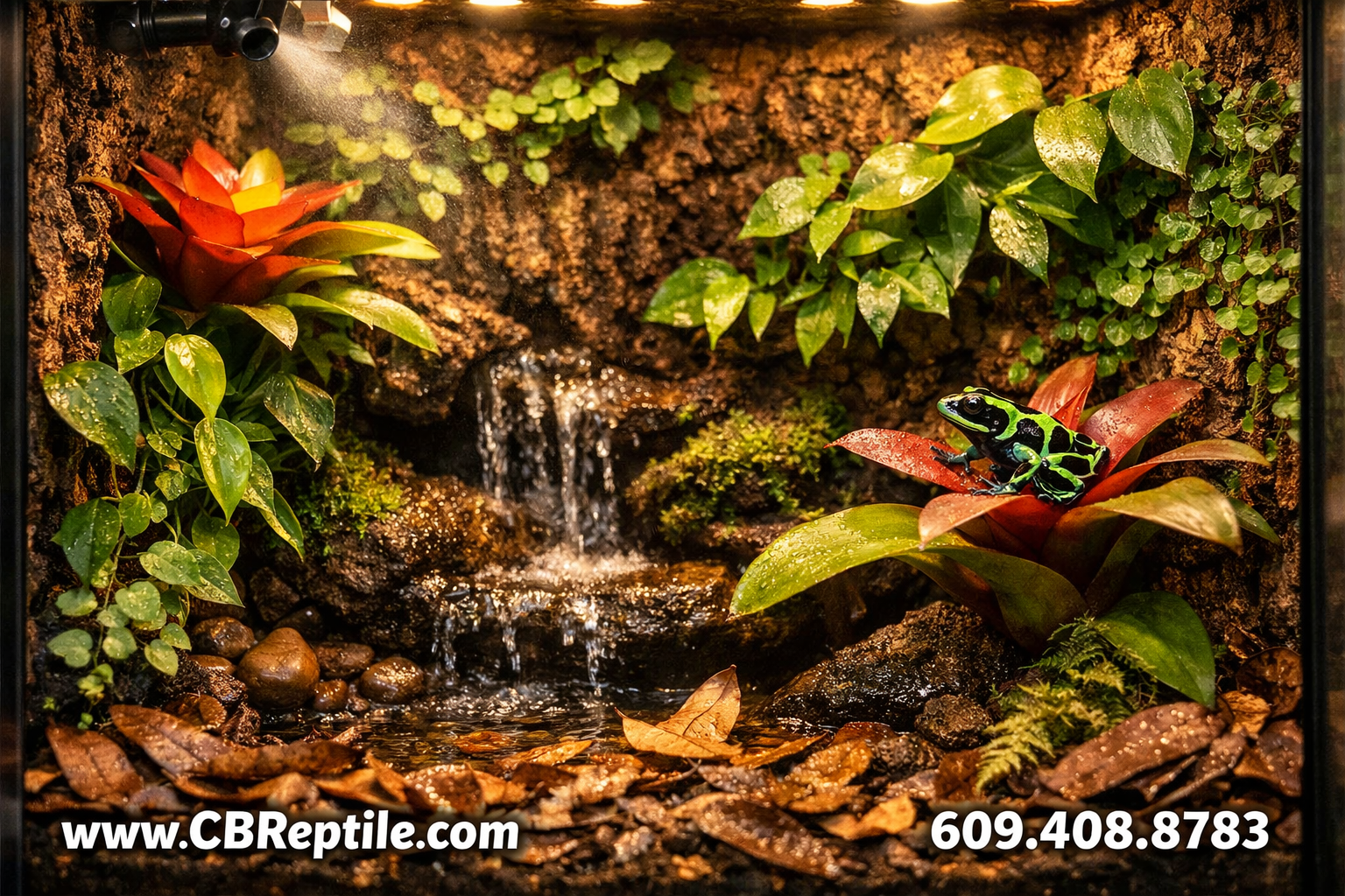 () detailed image of a fully planted bioactive poison dart frog vivarium setup, 18x18x24 glass enclosure, featuring a cork