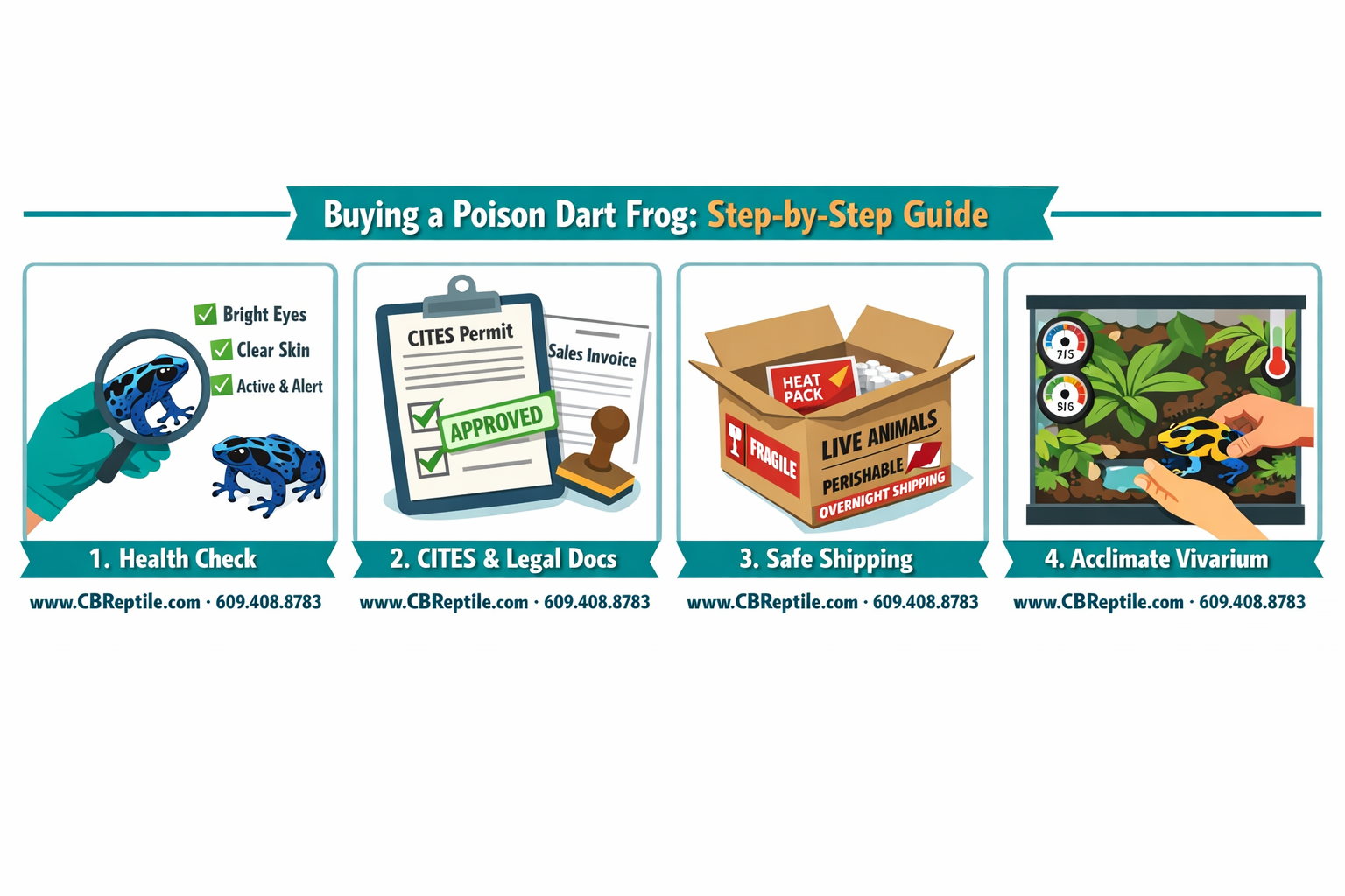 () infographic-style image showing a step-by-step visual checklist for buying a poison dart frog from a reputable breeder: