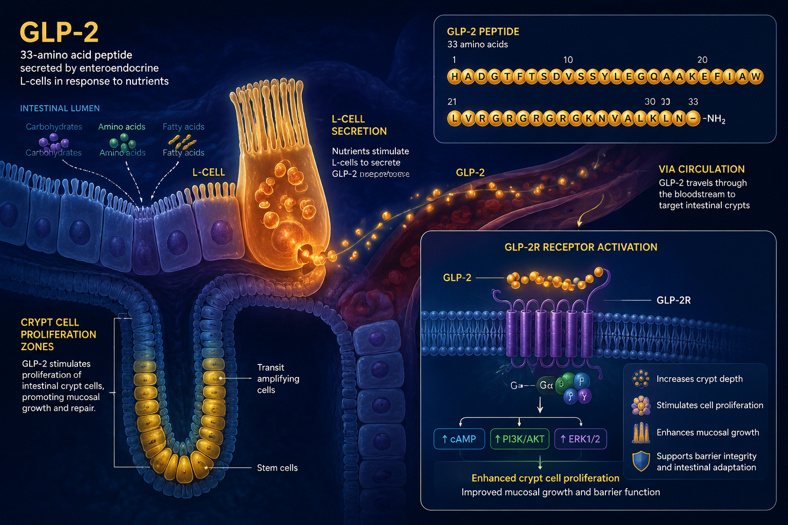 GLP-2 Biology: The Foundation Behind GLP2-T