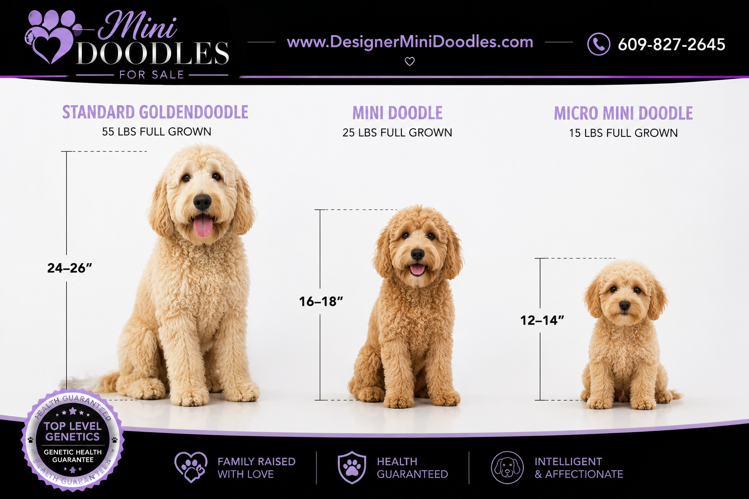 Mini Doodle Puppies for Sale Houston Texas