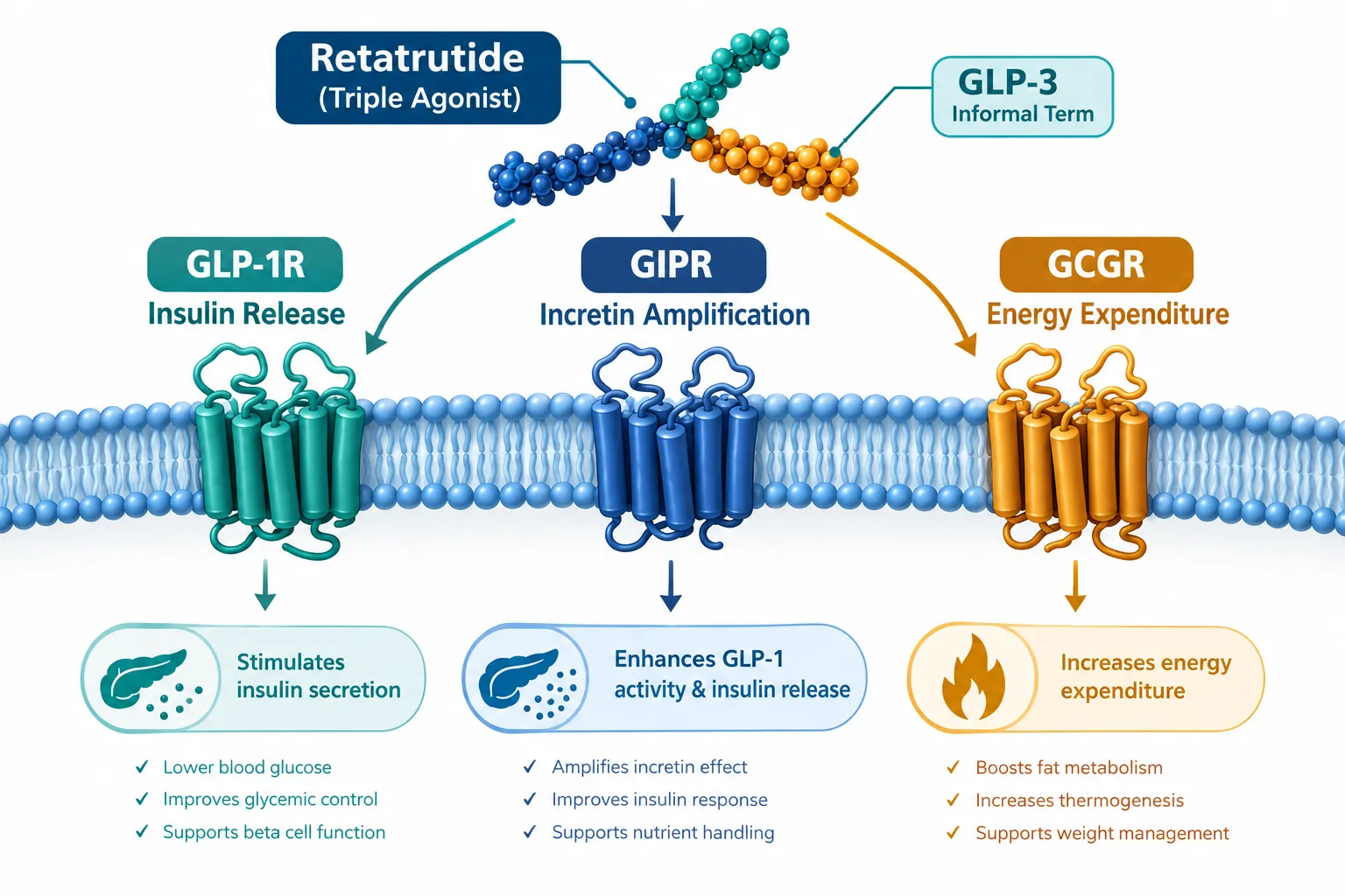 Where Does the "GLP-3 Peptide" Label Come From?