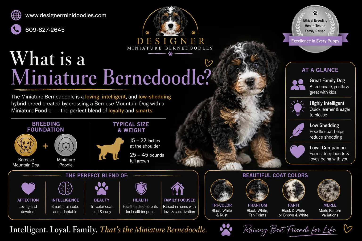 How much do miniature bernedoodle puppies cost in Texas?