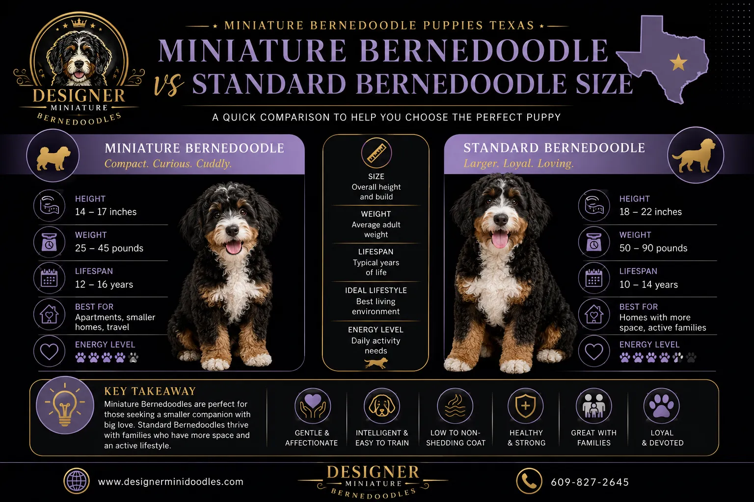 Miniature bernedoodle grooming requirements
