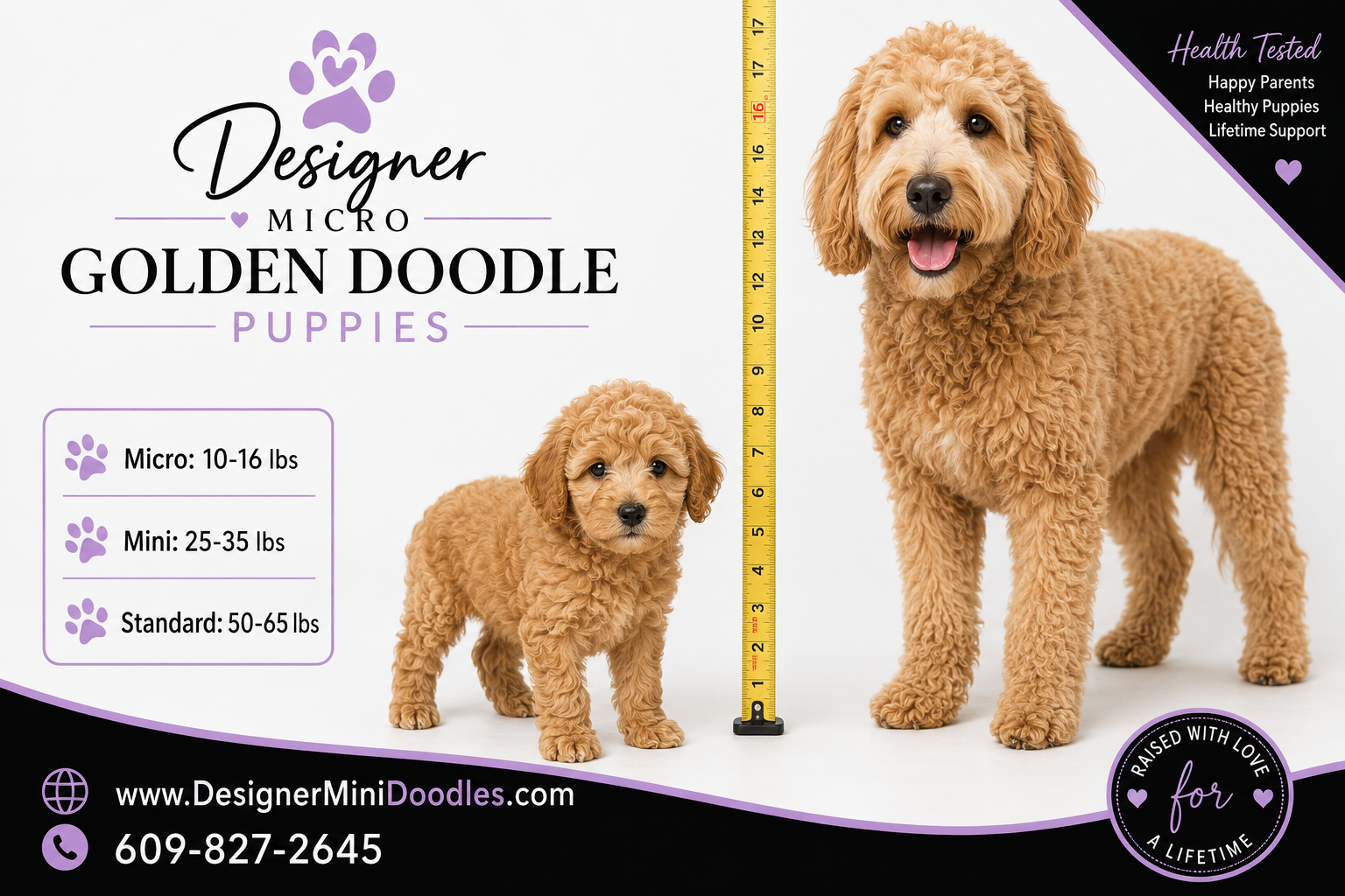 micro golden doodle puppies houston