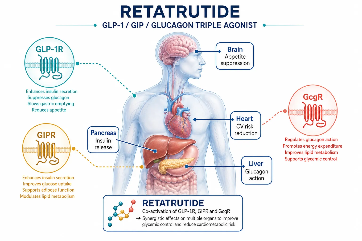 Retatrutide, GLP-2-T, and the Multi-Agonist Paradigm in Cardiometabolic Research