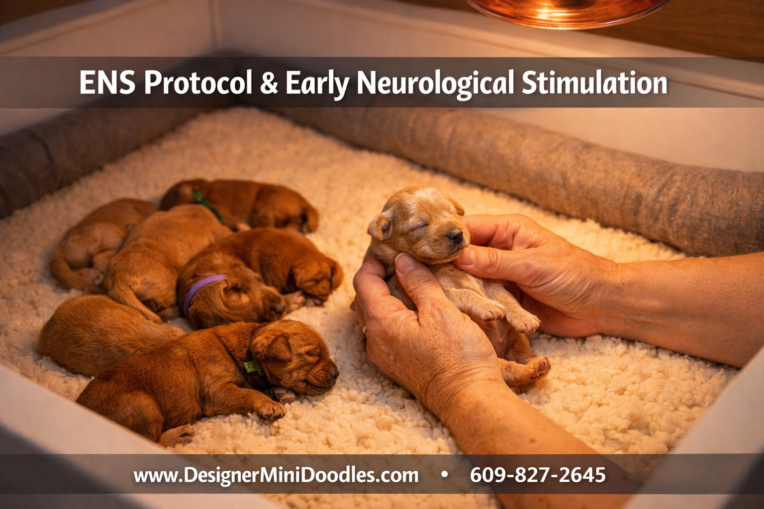 () warm nursery scene showing newborn mini goldendoodle puppies in a professional whelping box with soft bedding, heat lamp