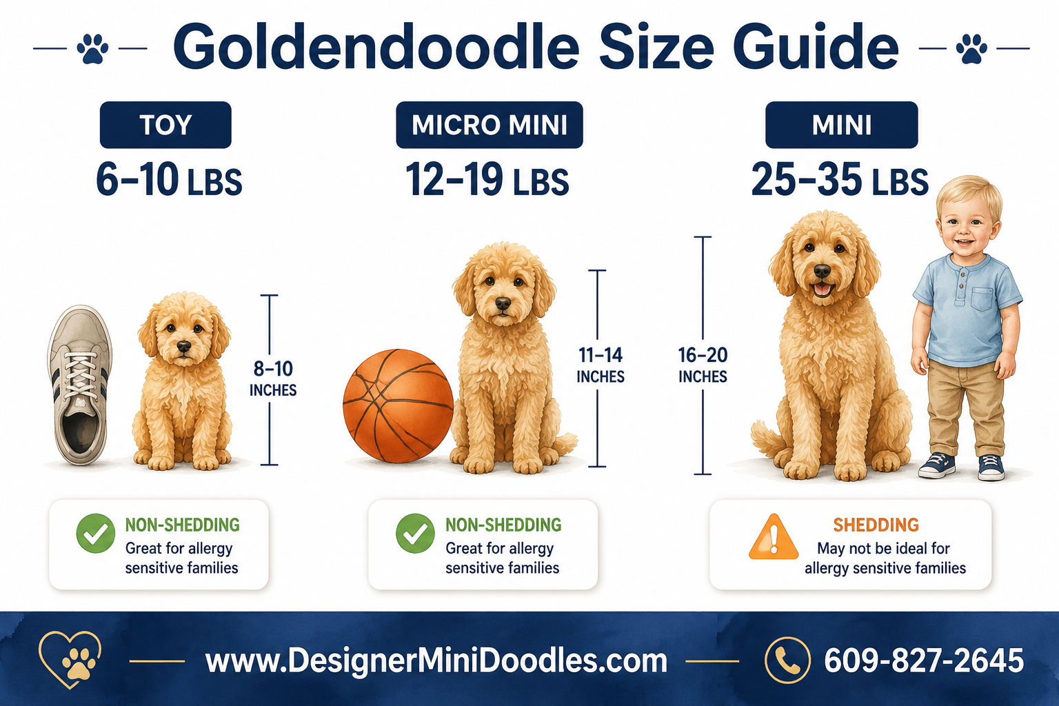 golden doodle size