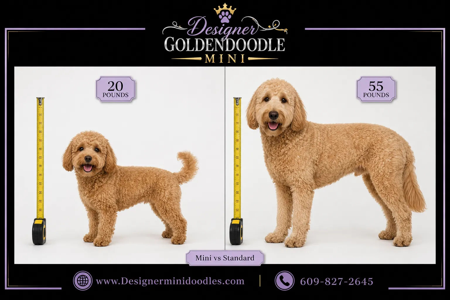 Mini Goldendoodle vs Standard Goldendoodle Size