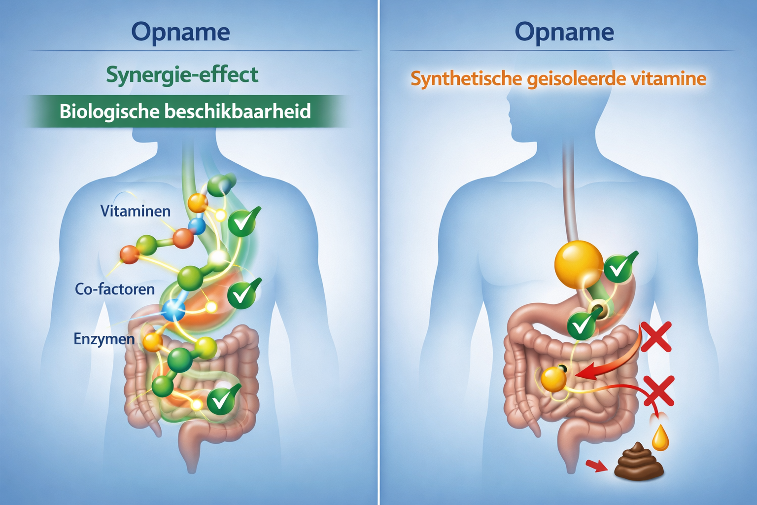 Afbeeldingen met nederlandse tekst Landscape format (1536x1024) scientific visualization of bioavailability concept showing absorption pathw
