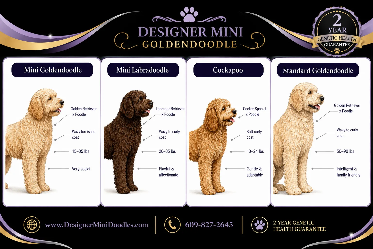 What is a mini goldendoodle?