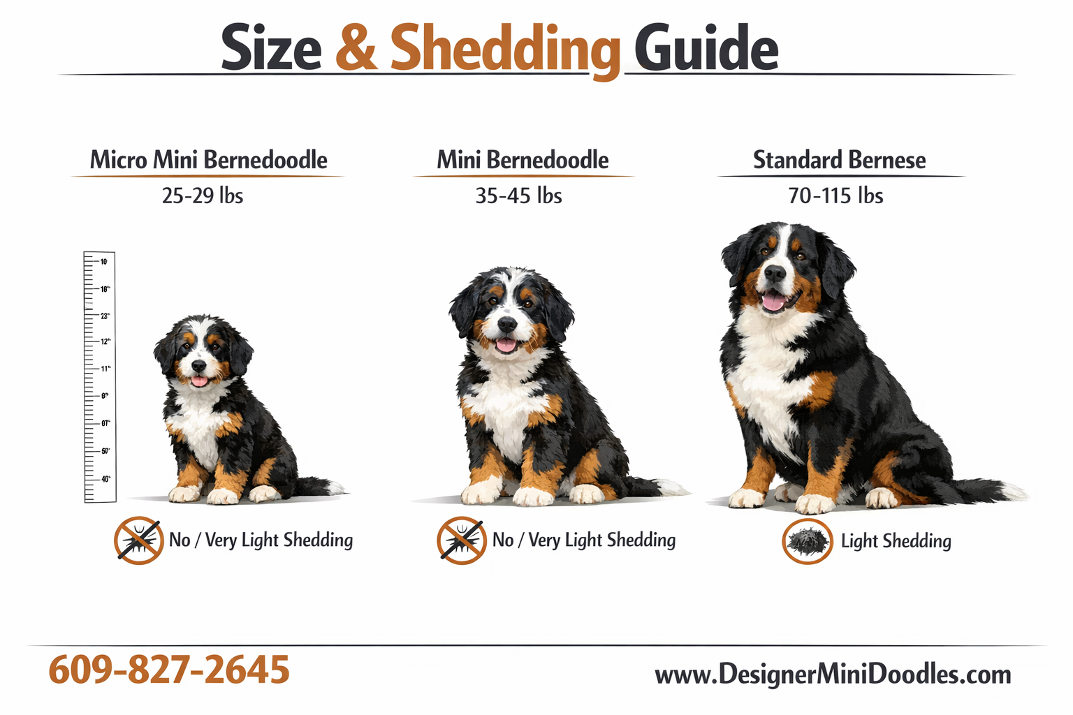 () educational infographic showing size comparison chart for Miniature Bernese Mountain Dogs. Left side shows a Micro Mini