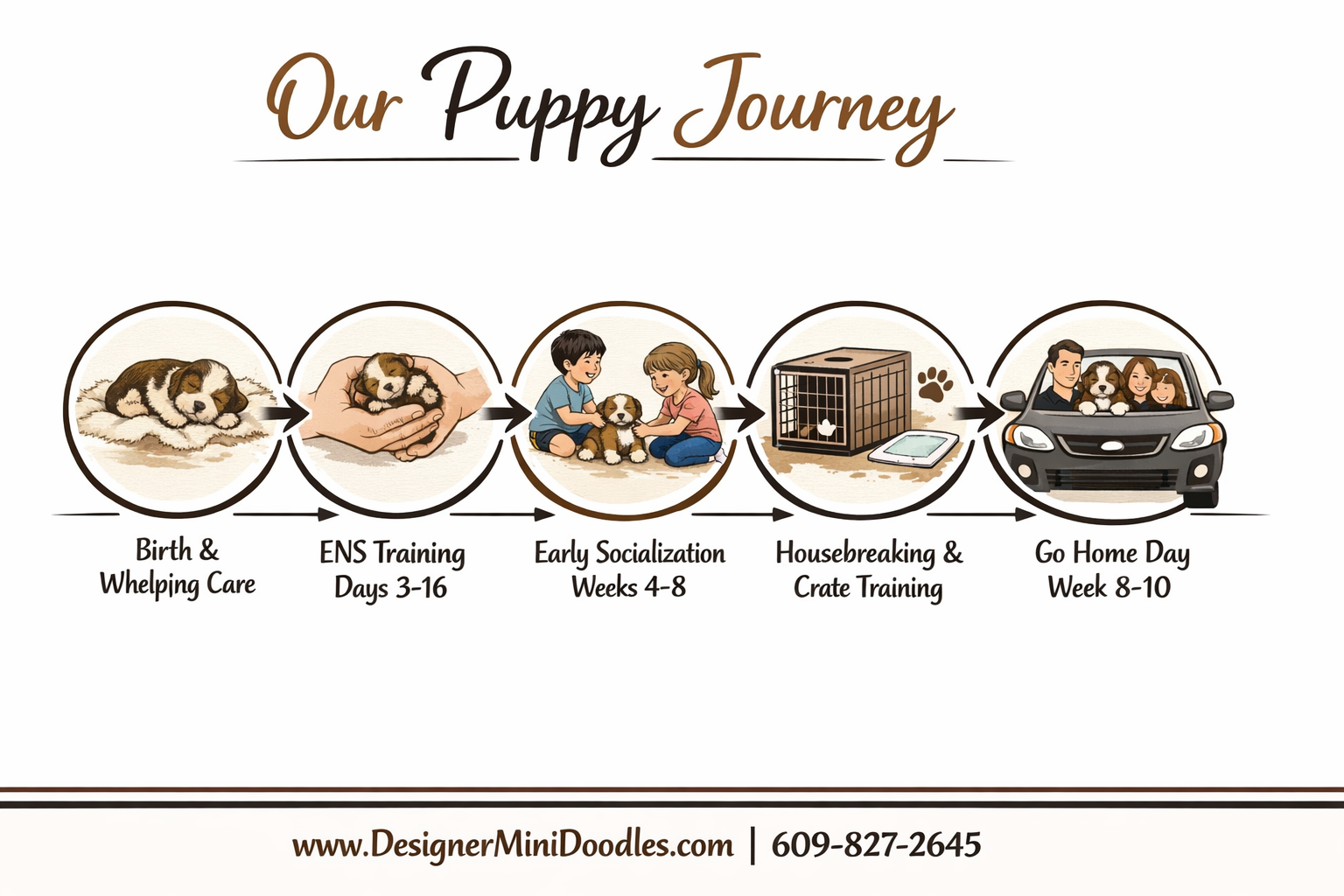 () detailed step-by-step visual timeline infographic showing the Designer Mini Doodles puppy preparation process from birth