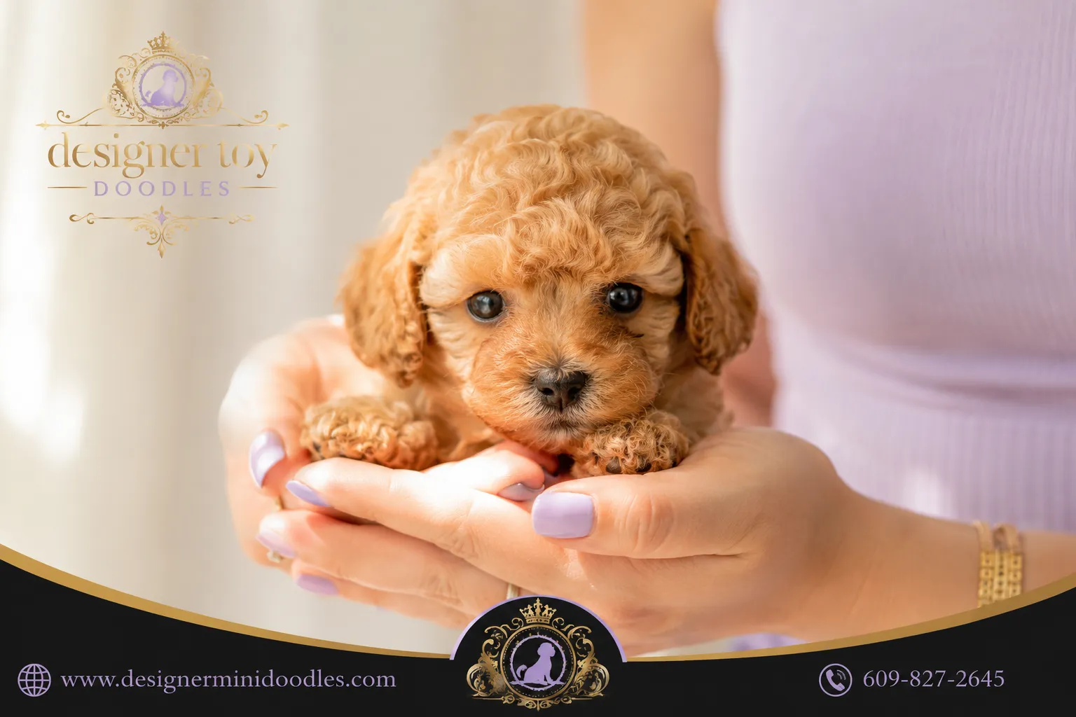toy goldendoodle puppies Miami