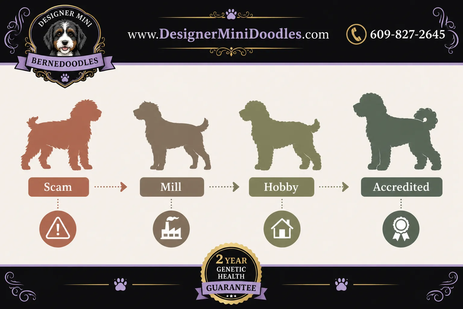 mini bernedoodle puppies NC