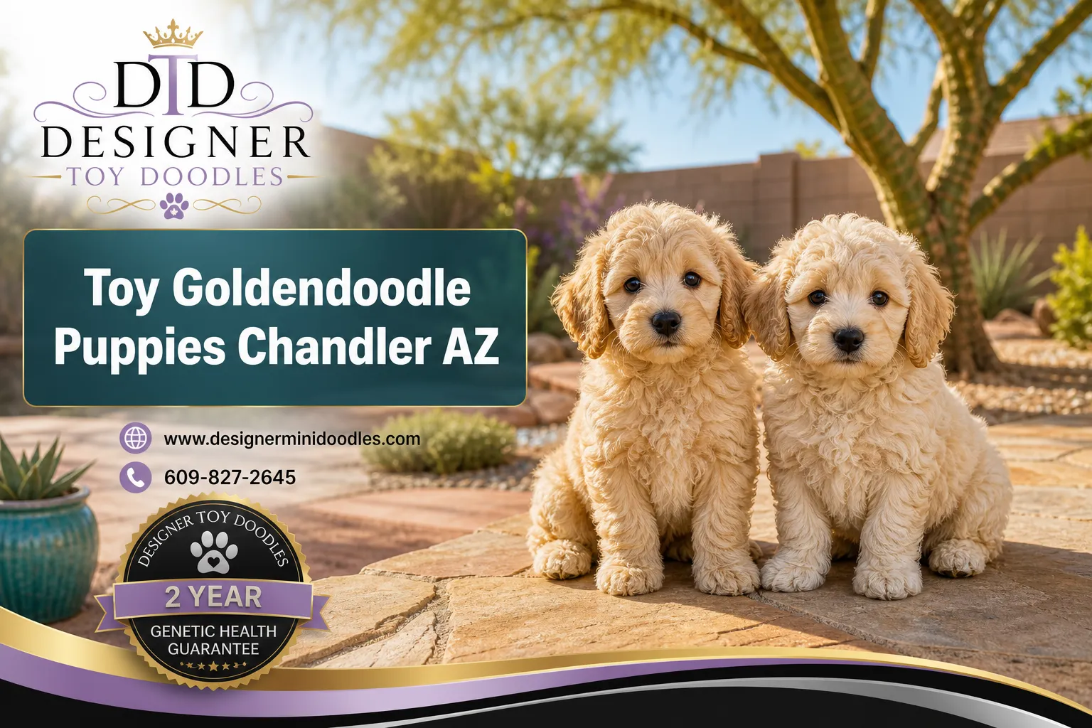 Toy Goldendoodle puppies Chandler Arizona