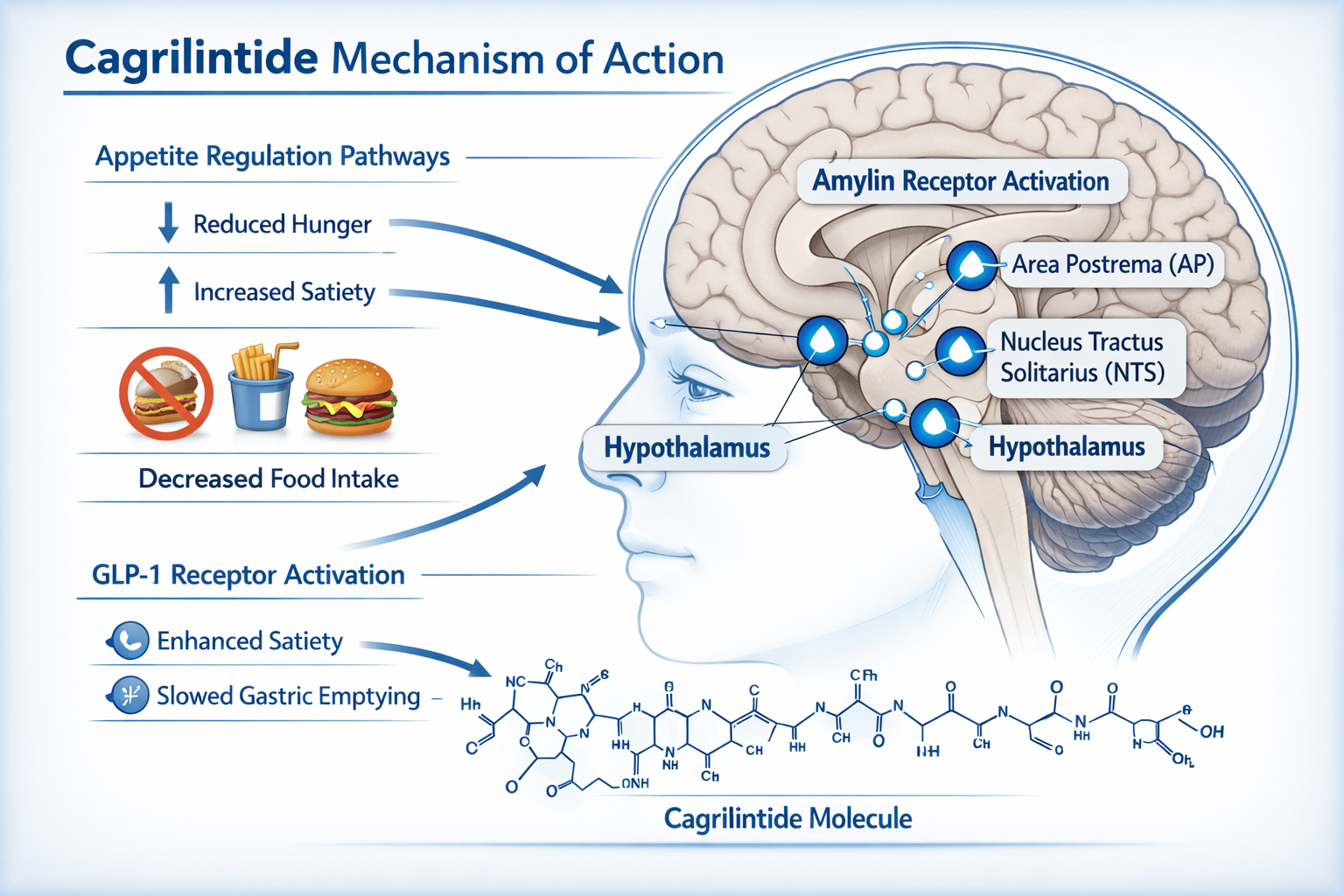 Clinical research concept visualization displaying cagrilintide mechanism of action diagram with anatomical brain illustration highlighting 