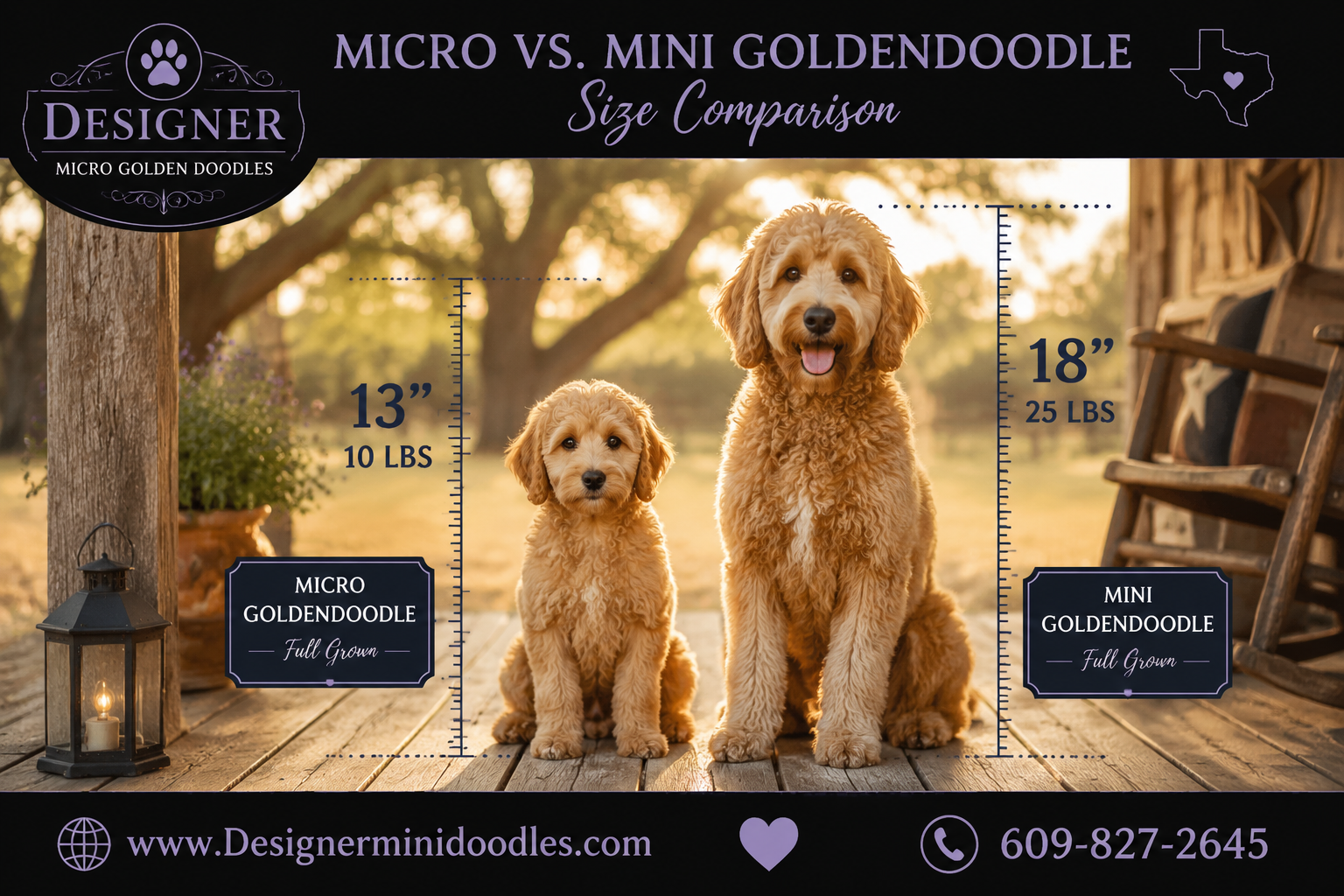 micro goldendoodle for sale Dallas