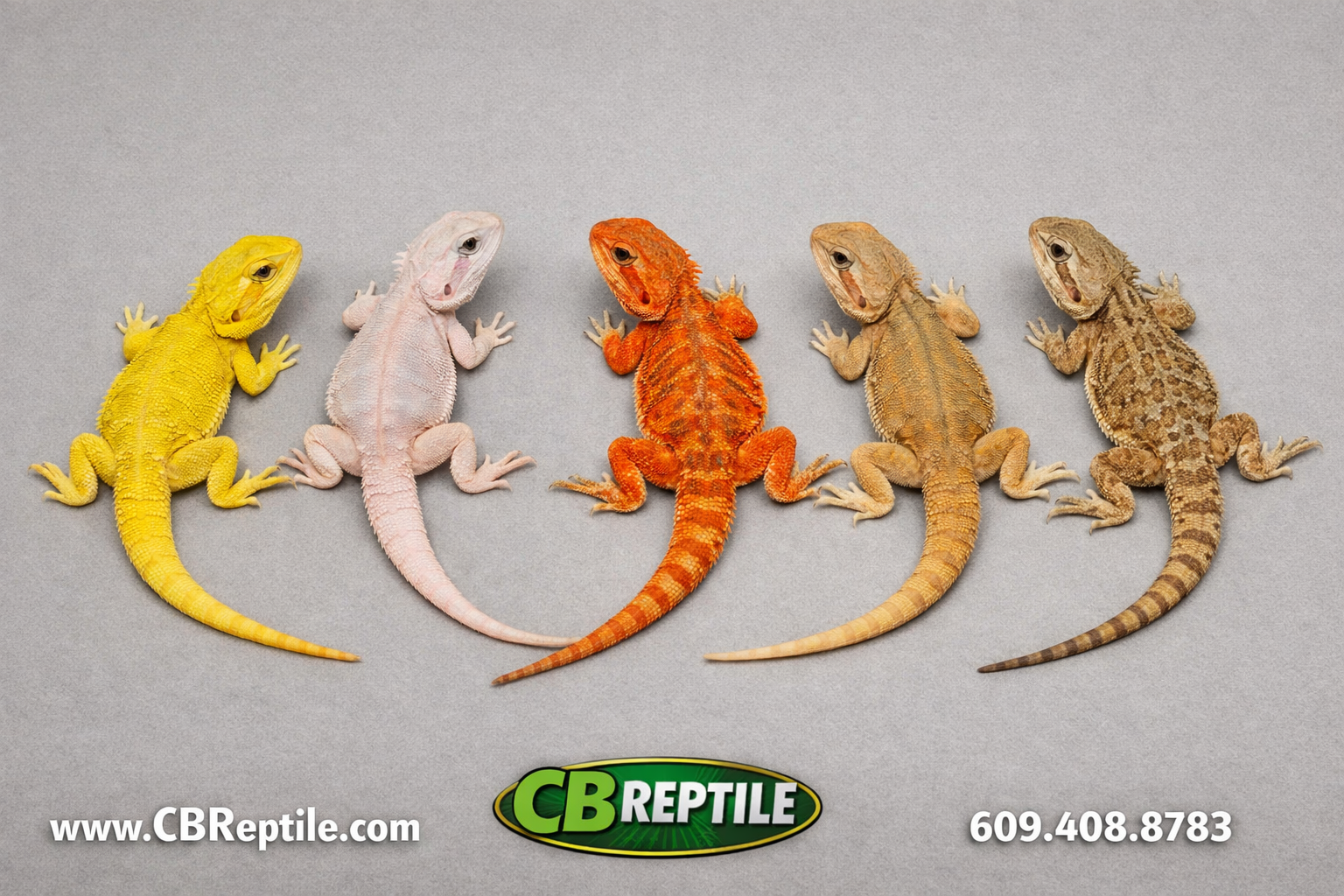 () flat-lay editorial photo showing a juvenile bearded dragon color morph comparison: five small juvenile dragons arranged