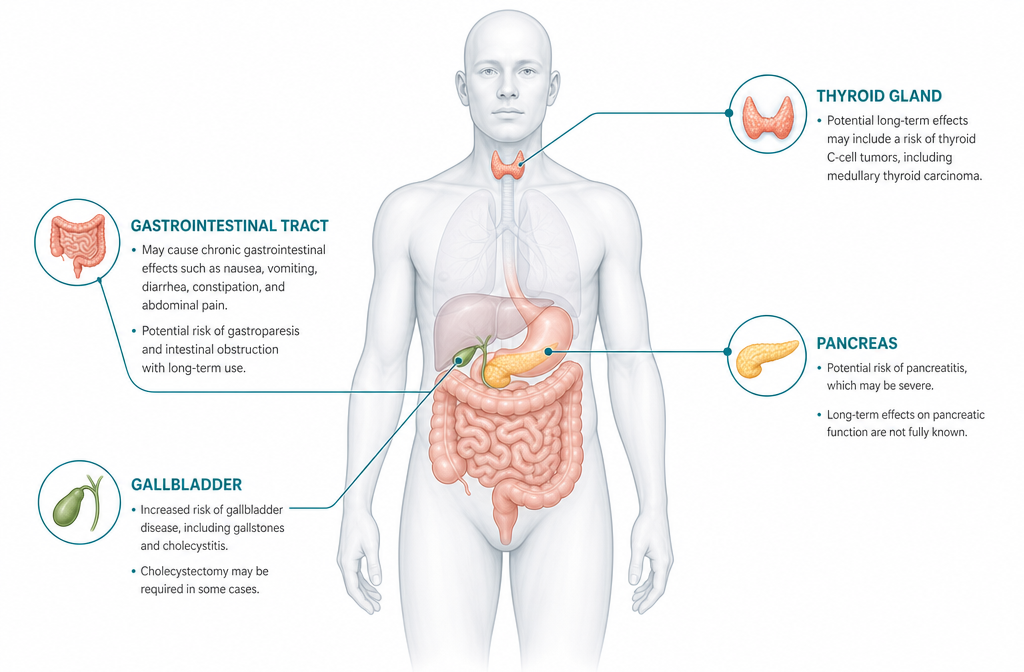The organs which Tirzepatide affects the most