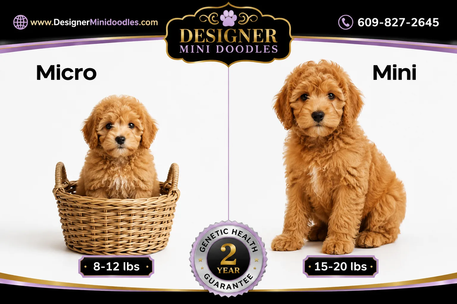 Micro Goldendoodle puppies Irvine California