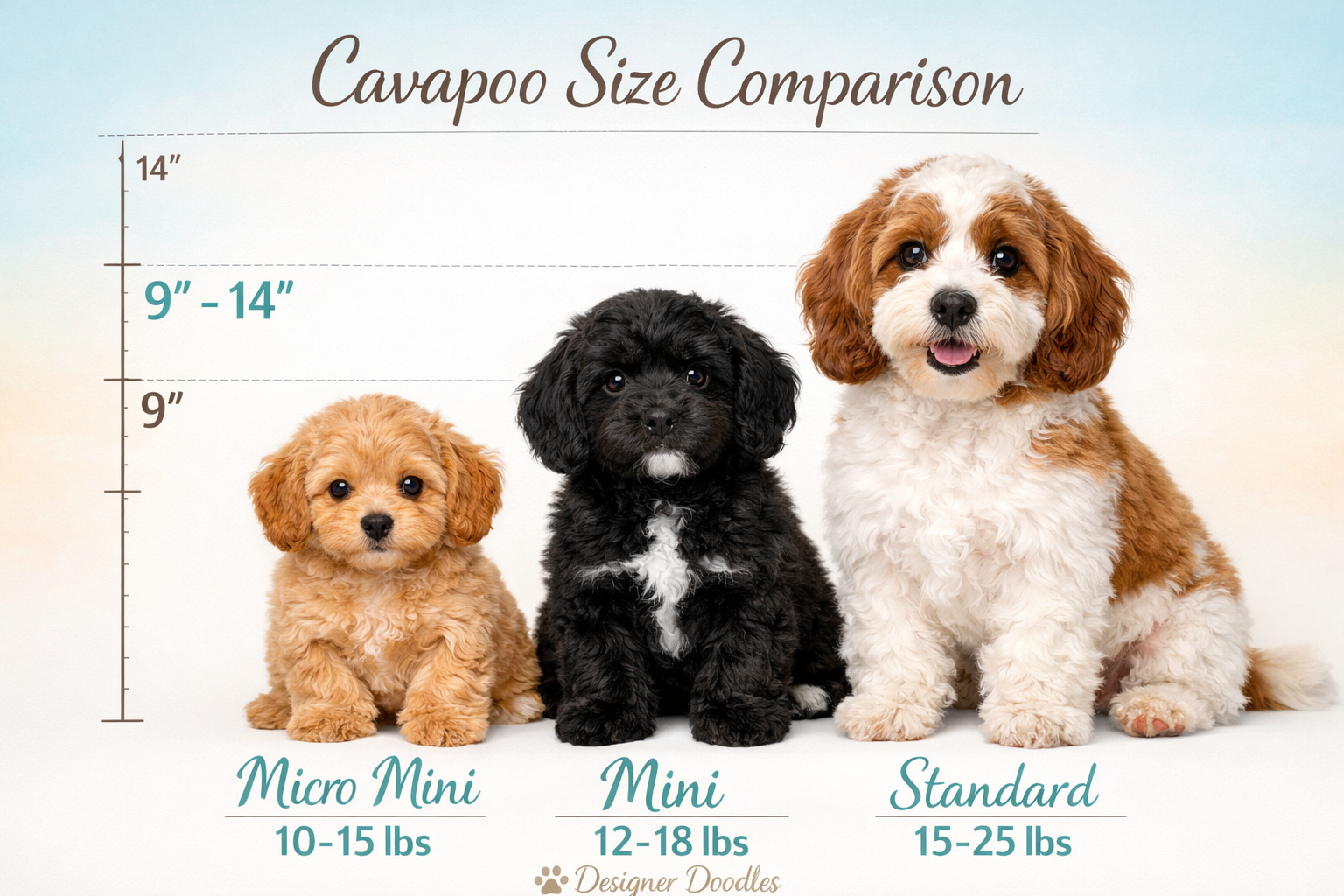 Detailed landscape image (1536x1024) showing size comparison chart of three Cavapoo varieties: micro mini, mini, and standard Cavapoos. Thre
