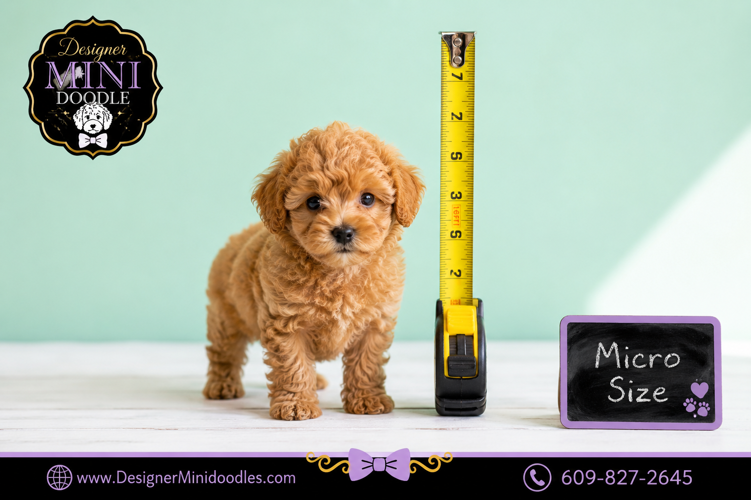 micro golden doodle puppies Nashville Tennessee